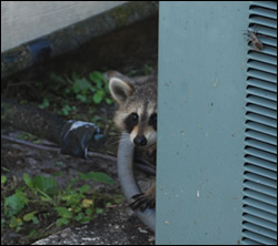 raccoon removal Kennebunkport
